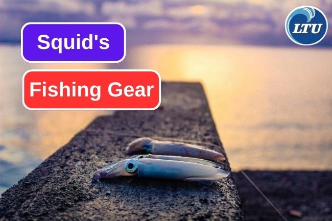 Here Are 10 Fishing Gear To Catch Squid